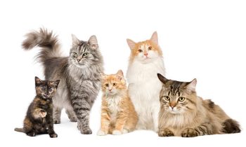 Les 10 races de chats idéales pour les familles avec enfants